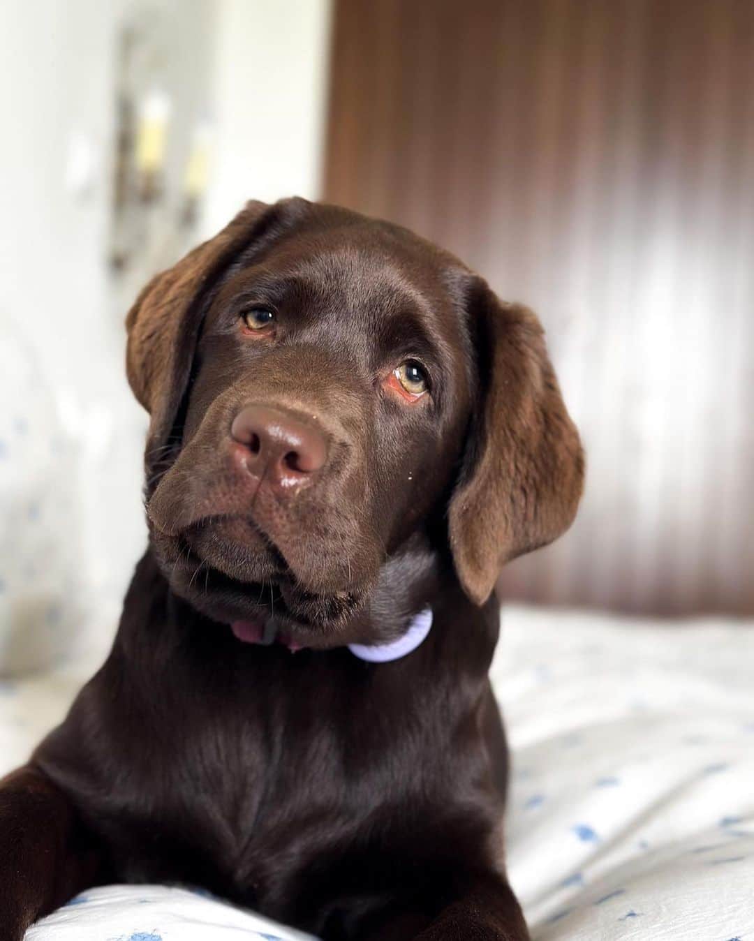 World of Labradors!さんのインスタグラム写真 - (World of Labradors!Instagram)「"I carry my heart in my hand 🥺. A year and five months ago, I lost the best dog I could have ever had. A part of me went with her, and I felt like no one could understand what I was going through. She was magic. I didn't know if I should get another dog or not. Time has helped me to cope better, but I still miss her every passing day.  Then, Brunette came to my life. She has been like a breath of fresh air; she's a special girl. She's very calm, too loving, playful, and loves to eat - if it were up to her, she'd spend all day eating 😂😅. Just looking at her gives me peace, seeing her calmness and watching her enjoy the simplest things in life like walks in the countryside, sitting on the beach and smelling the sea breeze. Thank you, Brunette, for this and for what's to come 🤎." - @waanderlustbrunette」5月2日 6時36分 - worldoflabs