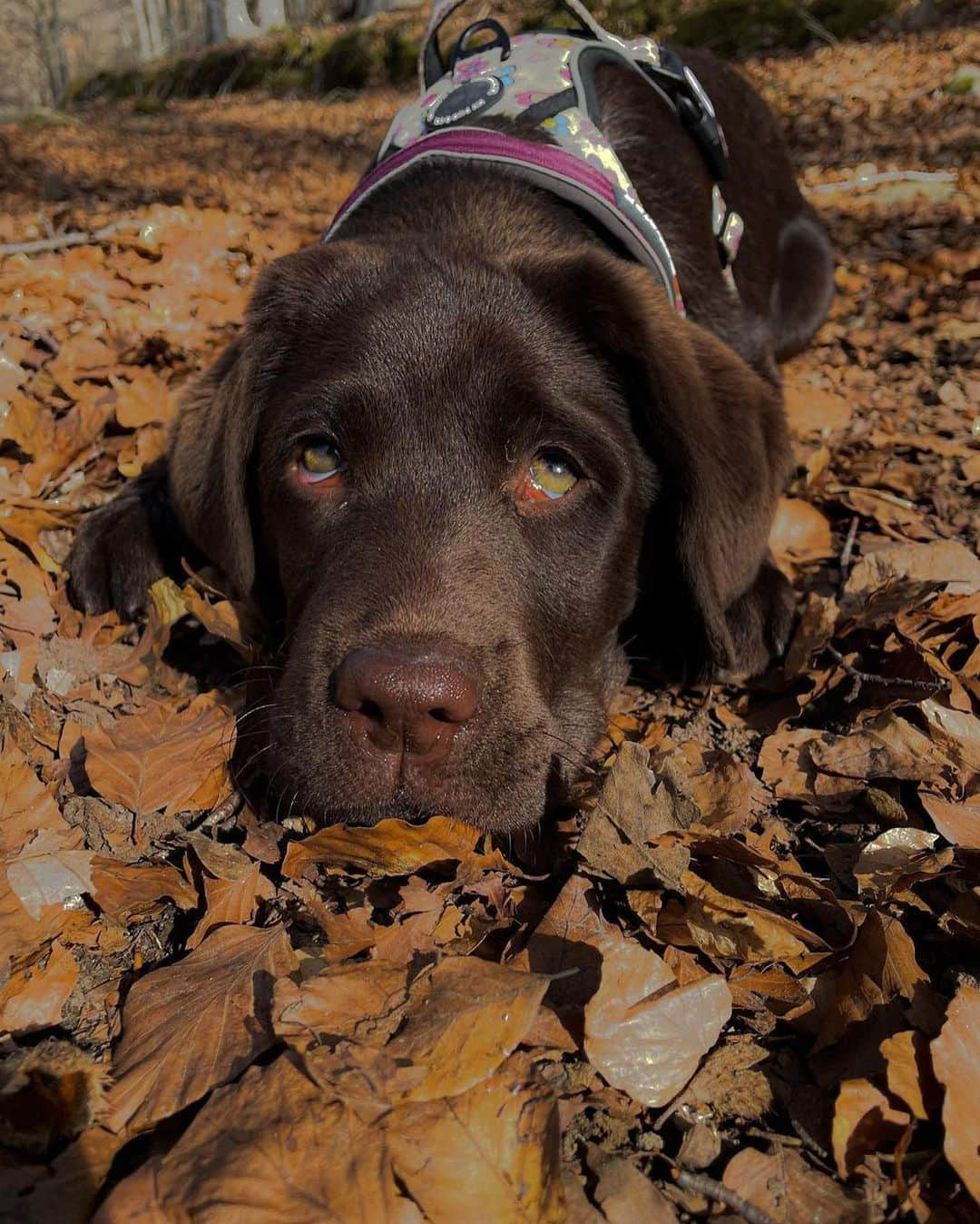 World of Labradors!さんのインスタグラム写真 - (World of Labradors!Instagram)「"I carry my heart in my hand 🥺. A year and five months ago, I lost the best dog I could have ever had. A part of me went with her, and I felt like no one could understand what I was going through. She was magic. I didn't know if I should get another dog or not. Time has helped me to cope better, but I still miss her every passing day.  Then, Brunette came to my life. She has been like a breath of fresh air; she's a special girl. She's very calm, too loving, playful, and loves to eat - if it were up to her, she'd spend all day eating 😂😅. Just looking at her gives me peace, seeing her calmness and watching her enjoy the simplest things in life like walks in the countryside, sitting on the beach and smelling the sea breeze. Thank you, Brunette, for this and for what's to come 🤎." - @waanderlustbrunette」5月2日 6時36分 - worldoflabs