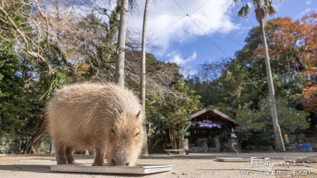 渡辺克仁さんのインスタグラム写真 - (渡辺克仁Instagram)「おはようございます。  #カピバラ #水豚 #capybara #おはよう」5月2日 7時00分 - katsuhito.watanabe
