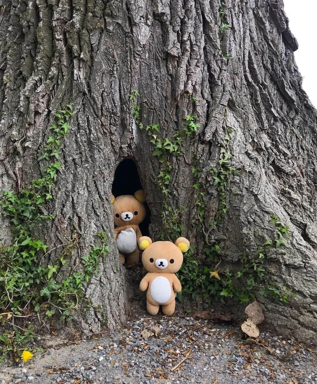 Rilakkuma US（リラックマ）さんのインスタグラム写真 - (Rilakkuma US（リラックマ）Instagram)「@travelwithrilakkuma snapped this pic of some cute bears peeking out from a tree!  #rilakkumaus #rilakkuma #sanx #kawaii #リラックマ #サンエックス」5月2日 7時28分 - rilakkumaus
