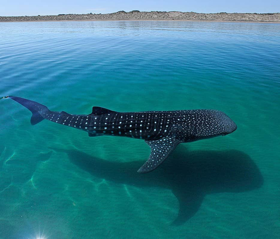 Thomas Peschakのインスタグラム：「A whale shark travels through the seas off La Paz, Mexico. Whale shark numbers normally peak in this part of the Sea of Cortez when the ocean is green, murky and rough. In 2015 however unusual climatic and oceanographic conditions resulted in calm and clear water, making this unusual picture possible. Shot on assignment for @natgeo magazine for the September 2017 story Ocean Stewards.  In collaboration with the Mexican conservation NGOs @maresmexicanos and @whalesharkmexico #sharks #ocean #nikonambassador @nikoneurope」