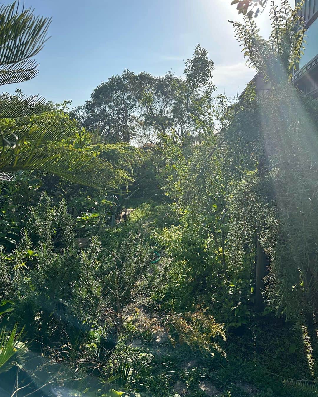 熊谷隆志さんのインスタグラム写真 - (熊谷隆志Instagram)「5月  庭が、爆発。  元気。  こないだ植えたアボガド。 ジャガランダの新芽。羽衣ジャスミンの強烈な匂い。  良い！」5月2日 7時54分 - takashikumagai_official