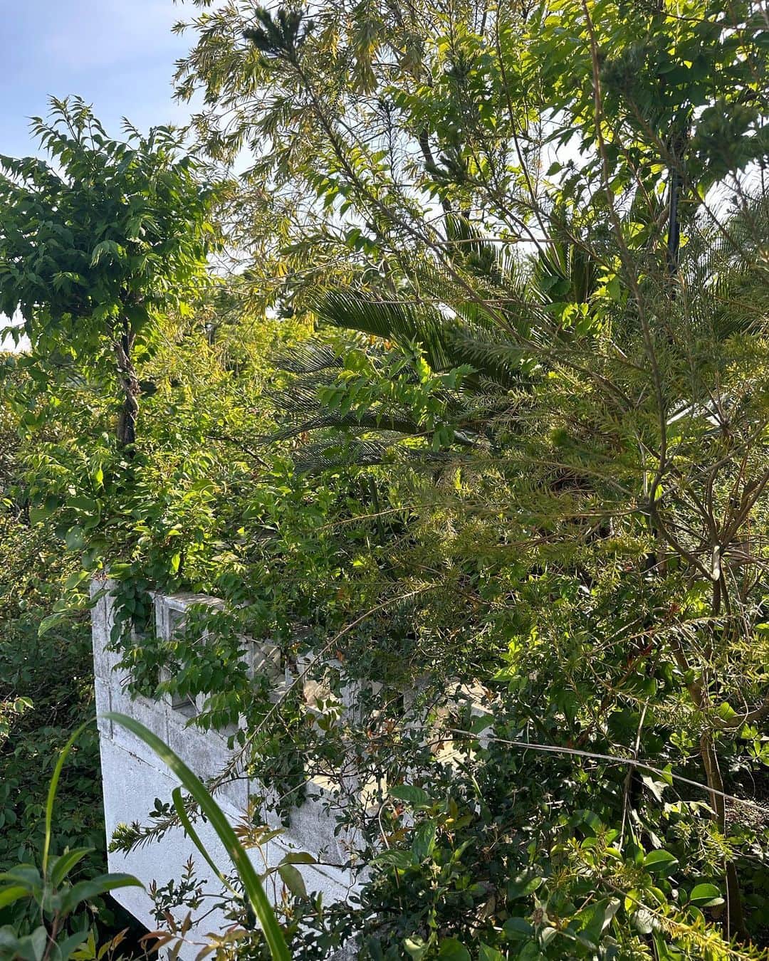 熊谷隆志さんのインスタグラム写真 - (熊谷隆志Instagram)「5月  庭が、爆発。  元気。  こないだ植えたアボガド。 ジャガランダの新芽。羽衣ジャスミンの強烈な匂い。  良い！」5月2日 7時54分 - takashikumagai_official