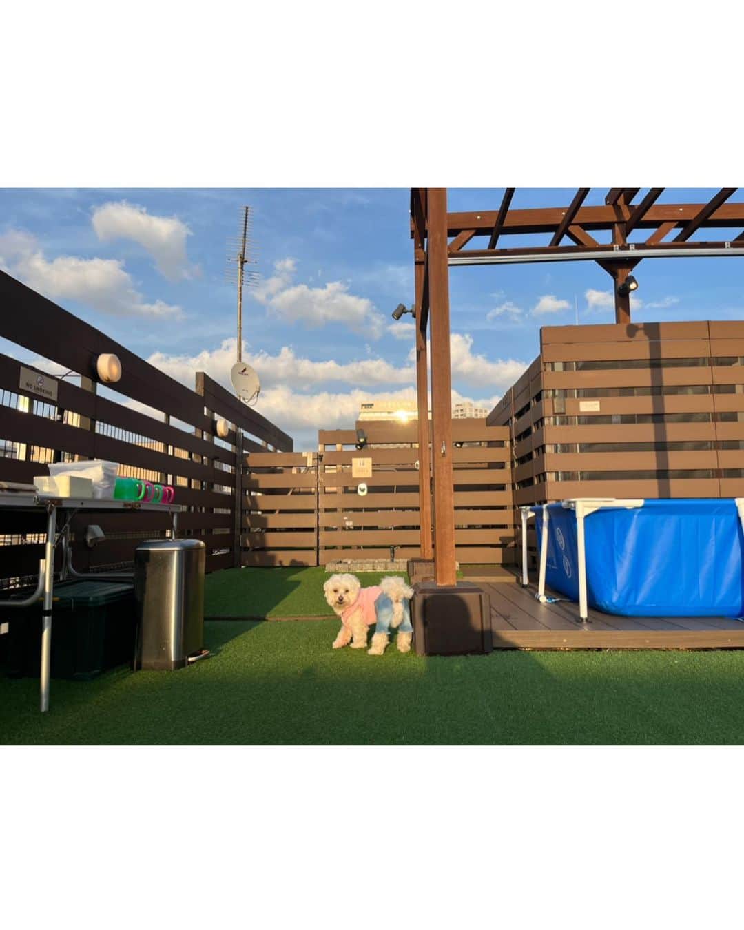 西澤由夏さんのインスタグラム写真 - (西澤由夏Instagram)「麻衣さんとわんちゃんたちとBBQ🍖  たくさんのわんちゃんに囲まれて 至福時間だったなぁ🐶🧡  大空の下で食べるカレーが最高過ぎた！！！  #BBQ」5月1日 23時04分 - yknszw