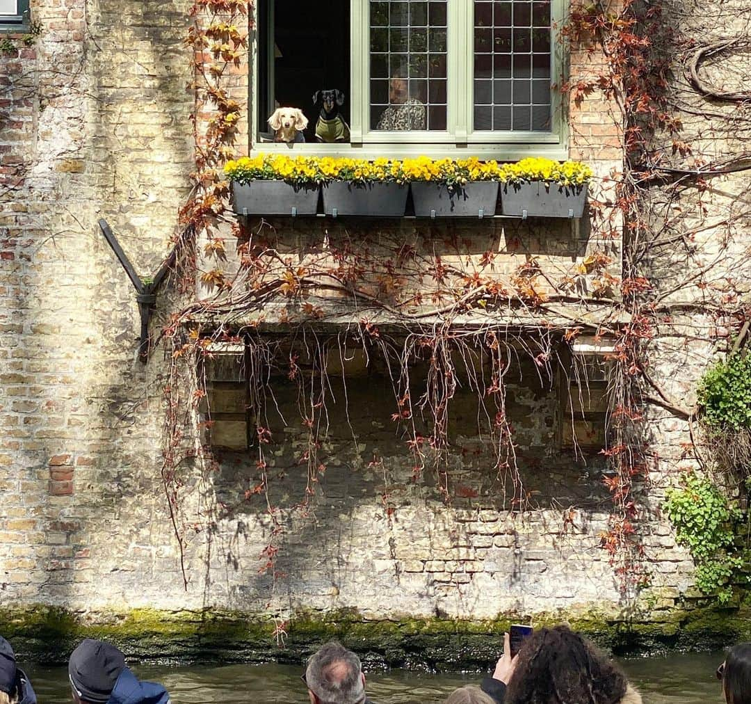 Crusoe the Celebrity Dachshundさんのインスタグラム写真 - (Crusoe the Celebrity DachshundInstagram)「“Can you spot Daphne in this pic? Swipe to see the answer!😋 We had the best location we could ask for at the @barabas.bruges B&B in Bruges!” ~ Crusoe」5月1日 23時21分 - crusoe_dachshund