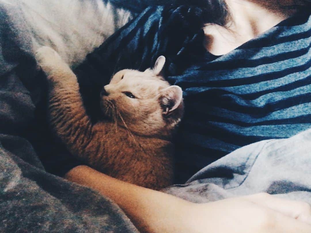 松田珠希さんのインスタグラム写真 - (松田珠希Instagram)「I love you  #水丸さん　#catlife」5月1日 23時27分 - tamakimatsuda11