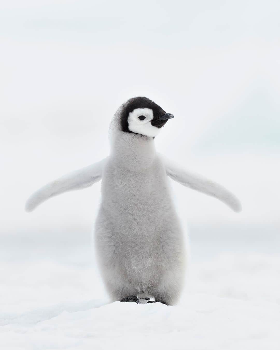 アニマルプラネットさんのインスタグラム写真 - (アニマルプラネットInstagram)「It’s a good day to have a good day 🐧  According to this emperor penguin, of course.   Photo by Martin Ruegner  #Wildlife #WildlifePhotography #Penguin #Animals #Photography #Antartica」5月1日 23時33分 - animalplanet