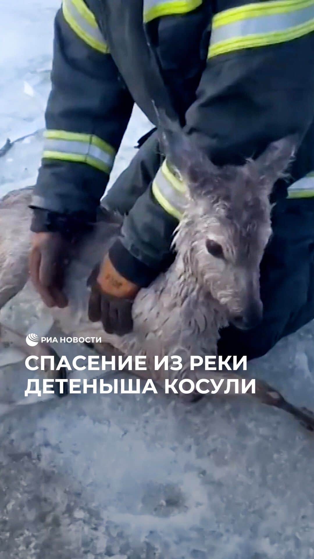 RIAノーボスチのインスタグラム：「Сотрудники МЧС спасли косулю в Петровск-Забайкальском. Животное провалилось в воду и не могло выбраться самостоятельно. К счастью, на помощь пришли пожарные. Они вытащили детеныша из реки, отогрели и передали в службу охотничьего надзора.」