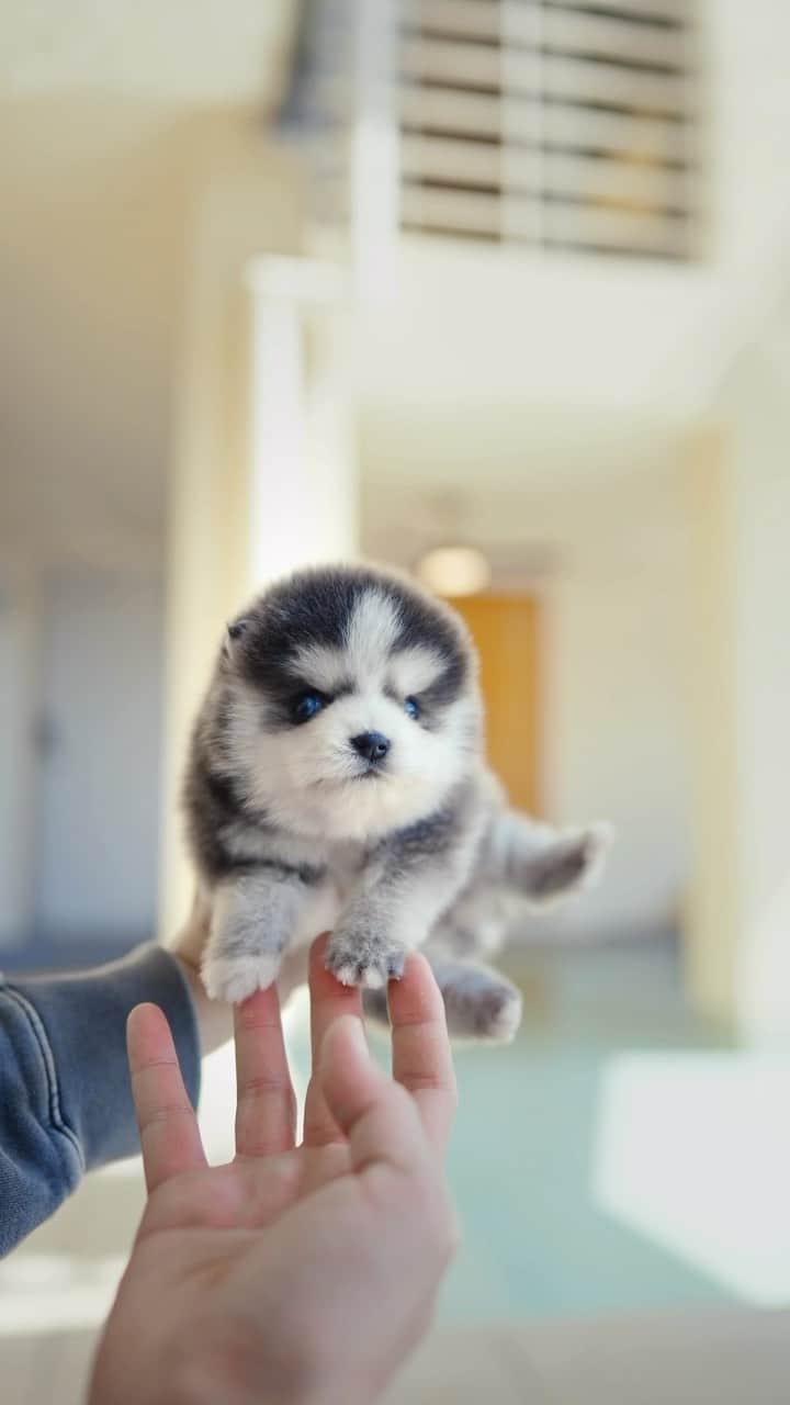 Rolly Pups INCのインスタグラム：「RARE Blue and white coat, double blue eyes male Pomsky @rollypups.official 💕💕  #pomsky #minihusky #pomskypuppy #lovers #teacuppuppies #teacuppuppy」