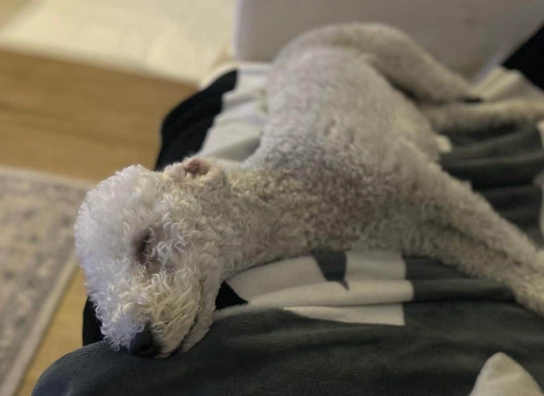 Ni Daのインスタグラム：「🐶룰루 good night🫶🏻」