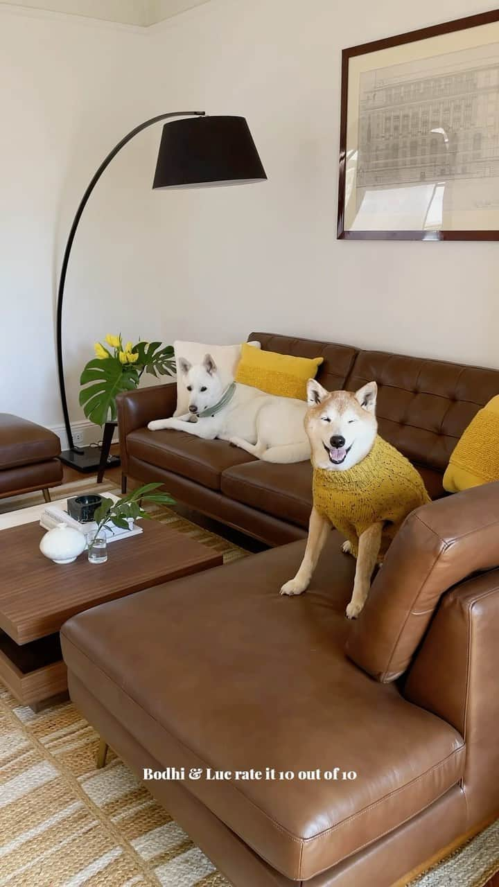 Menswear Dogのインスタグラム：「Watch our livingroom go from a 5 to a solid 10 with @castleryus  #AtHomeWithCastlery #homedecorideas #homedecortips #homemakeover」