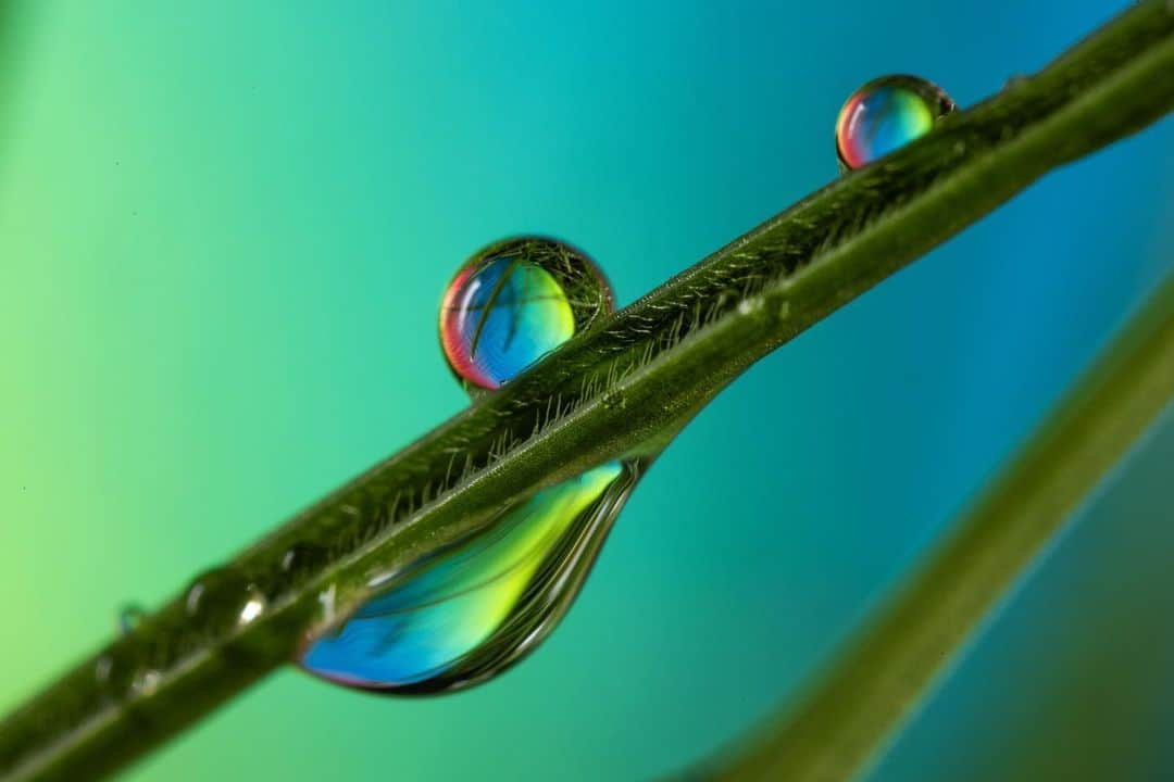 アンジー・ペインのインスタグラム：「A few more from the baby’s ball & backyard morning. Looking forward to playing with more colors in the future.  • • • #macro #macrophotography #nature #naturephotography」