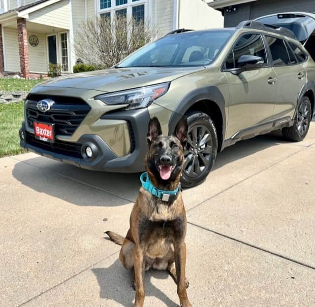 Subaru of Americaさんのインスタグラム写真 - (Subaru of AmericaInstagram)「Paws up if you and your #SubiePups are ready for an adventure! 🐾🐾🐾  (📸: @midwest_mals)」5月2日 1時45分 - subaru_usa