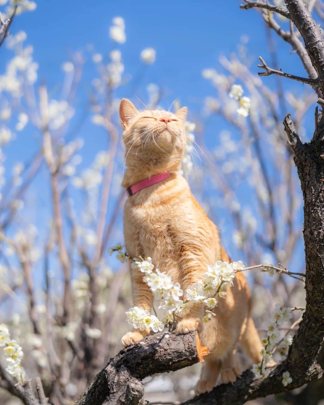 Cats of Instagramのインスタグラム：「From @meichan818: "春の匂い〜🐽ﾌﾞﾋ⠀⁠ キモチいいにゃ😸" #catsofinstagram⠀」