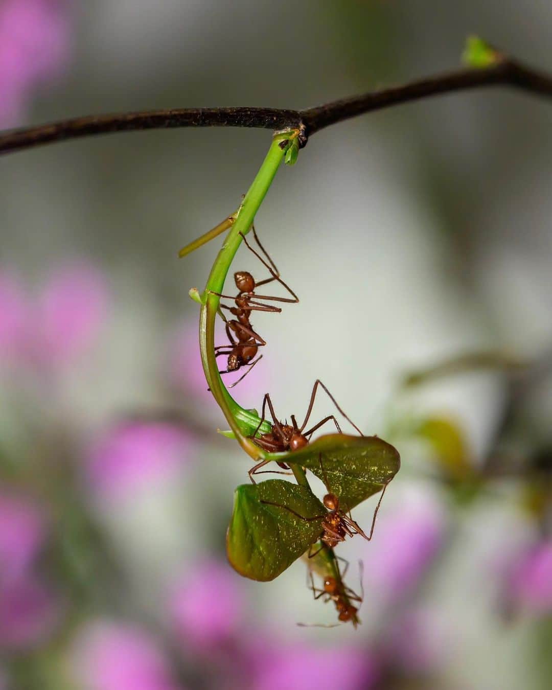 アメリカ自然史博物館のインスタグラム：「Did you know? Ants started farming 50 million years before humans! Welcome to #EntoMonday, a new series where we’ll be highlighting critters found in the Susan and Peter J. Solomon Family Insectarium. 🐜  Visitors will soon be able to see a colony of more than one million leafcutter ants (Atta cephalotes) that now call the Museum’s Richard Gilder Center for Science, Innovation, and Education home. You’ll see forager ants hunting for suitable leaves. When they find a good leaf source, they lay down a chemical trail on their way back to the nest, so that other foragers know where to go. But leafcutter ants don’t eat the leaves they are collecting. Instead, they use pieces of leaves to grow a specific type of fungus. Neither species would exist without the other, because this fungus lives only in leafcutter nests, and the ants eat little else.  The Gilder Center opens to the public on May 4 at 2 pm.   Photos: A. Keding / © AMNH #nyc #upperwestside #gildercenter #amnh #leafcutterants #insectphotography」