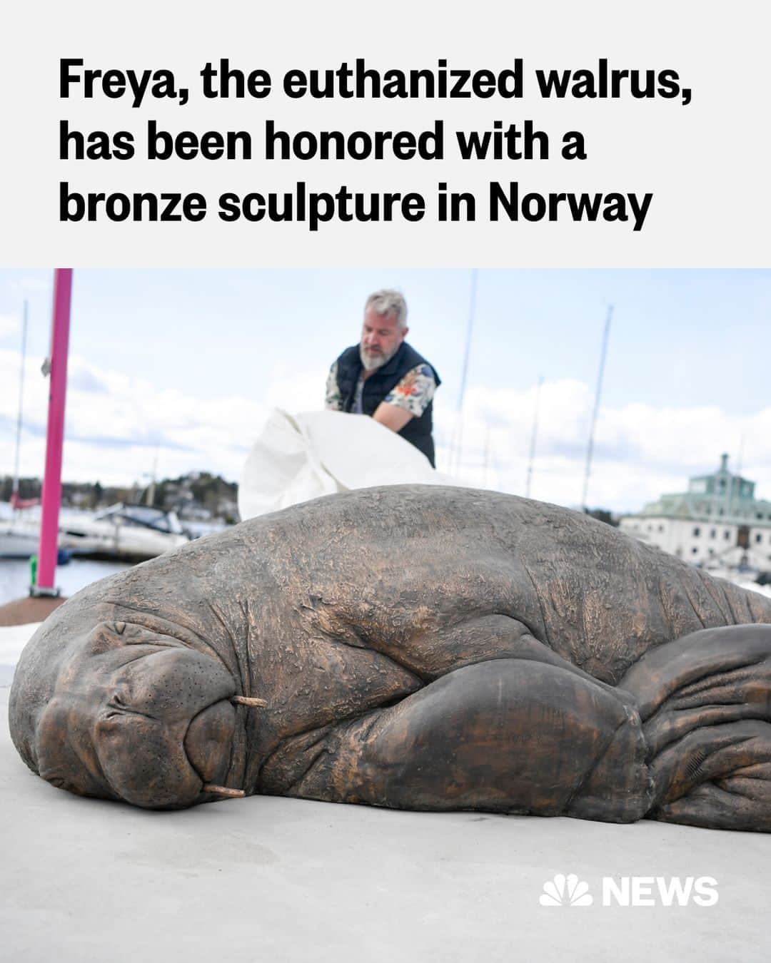 NBC Newsさんのインスタグラム写真 - (NBC NewsInstagram)「Freya the walrus, who became a global celebrity last year after she was seen frolicking and basking in an Oslo fjord before being euthanized by authorities, has been honored with a bronze sculpture in Norway.  The life-size sculpture by Norwegian artist Astri Tonoian was unveiled at the Oslo marina not far from the place where Freya was seen resting and relaxing during the summer of 2022.  Full story at the link in bio.」5月2日 2時33分 - nbcnews