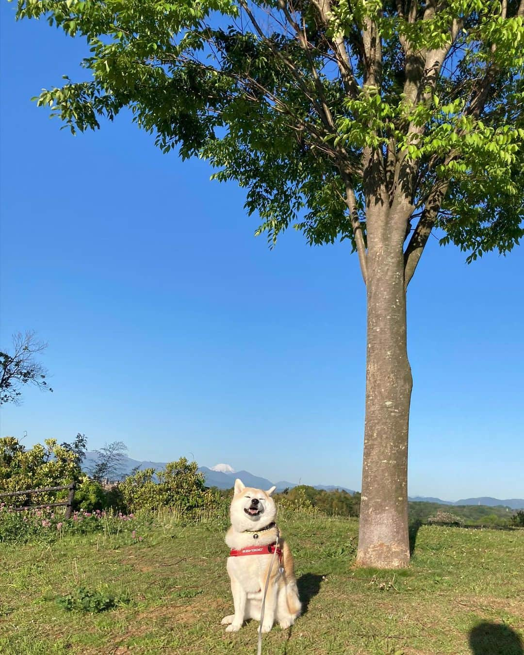 てんパパさんのインスタグラム写真 - (てんパパInstagram)「今朝は空気ひんやり、快晴。 この一年も毎日元気に楽しく歩こうね。 ママとパパといろんなところ行こうね。 #朝んぽ #丘の上のてん #世界遺産と天然記念物」5月2日 8時20分 - tenchan.shiba