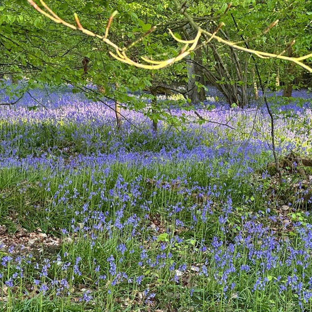 コートニー・ラブさんのインスタグラム写真 - (コートニー・ラブInstagram)「My first bluebell knoll! Ever! I’ve never even seen a bluebell before! 🌞」5月2日 3時58分 - courtneylove