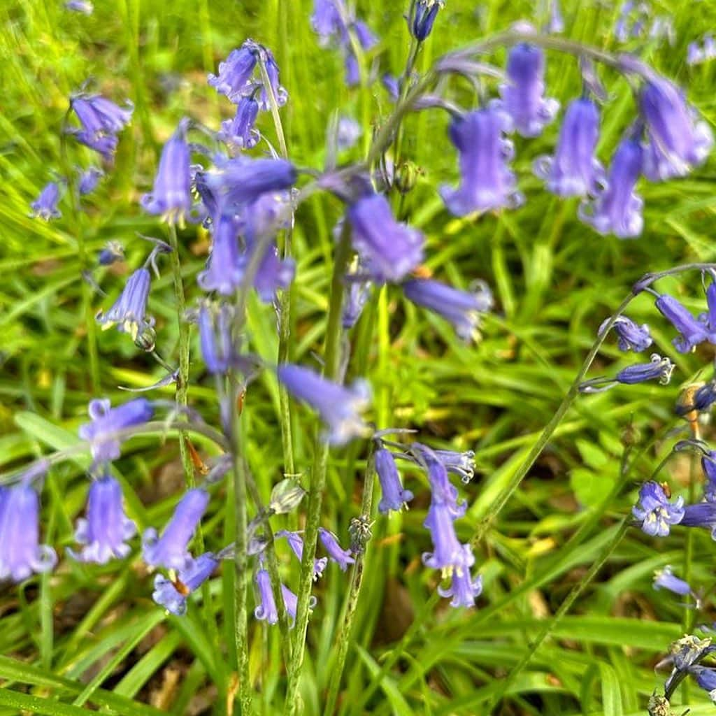 コートニー・ラブさんのインスタグラム写真 - (コートニー・ラブInstagram)「My first bluebell knoll! Ever! I’ve never even seen a bluebell before! 🌞」5月2日 3時58分 - courtneylove