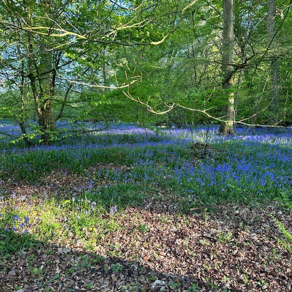 コートニー・ラブさんのインスタグラム写真 - (コートニー・ラブInstagram)「My first bluebell knoll! Ever! I’ve never even seen a bluebell before! 🌞」5月2日 3時58分 - courtneylove