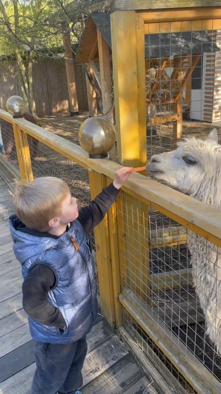 ニナ・ビスローバのインスタグラム：「Эти Альпаки 🦙 ну такие Милахи 😍 Данечка в восторге 🥰, потратили все деньги , что бы накормить их местной морковкой 😅🥕 #маленькиййодик #мояжизнь #in #love」