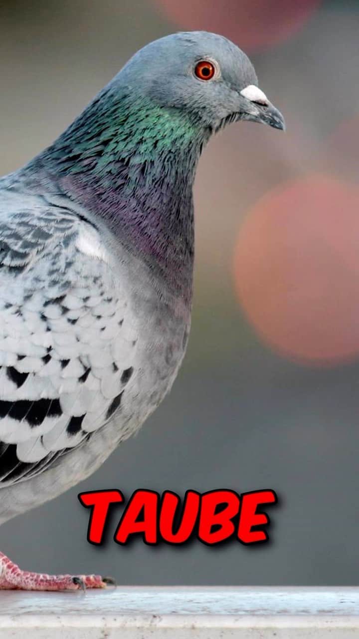 iBlaliのインスタグラム：「Taube fliegt in mein Zimmer... 🐦」