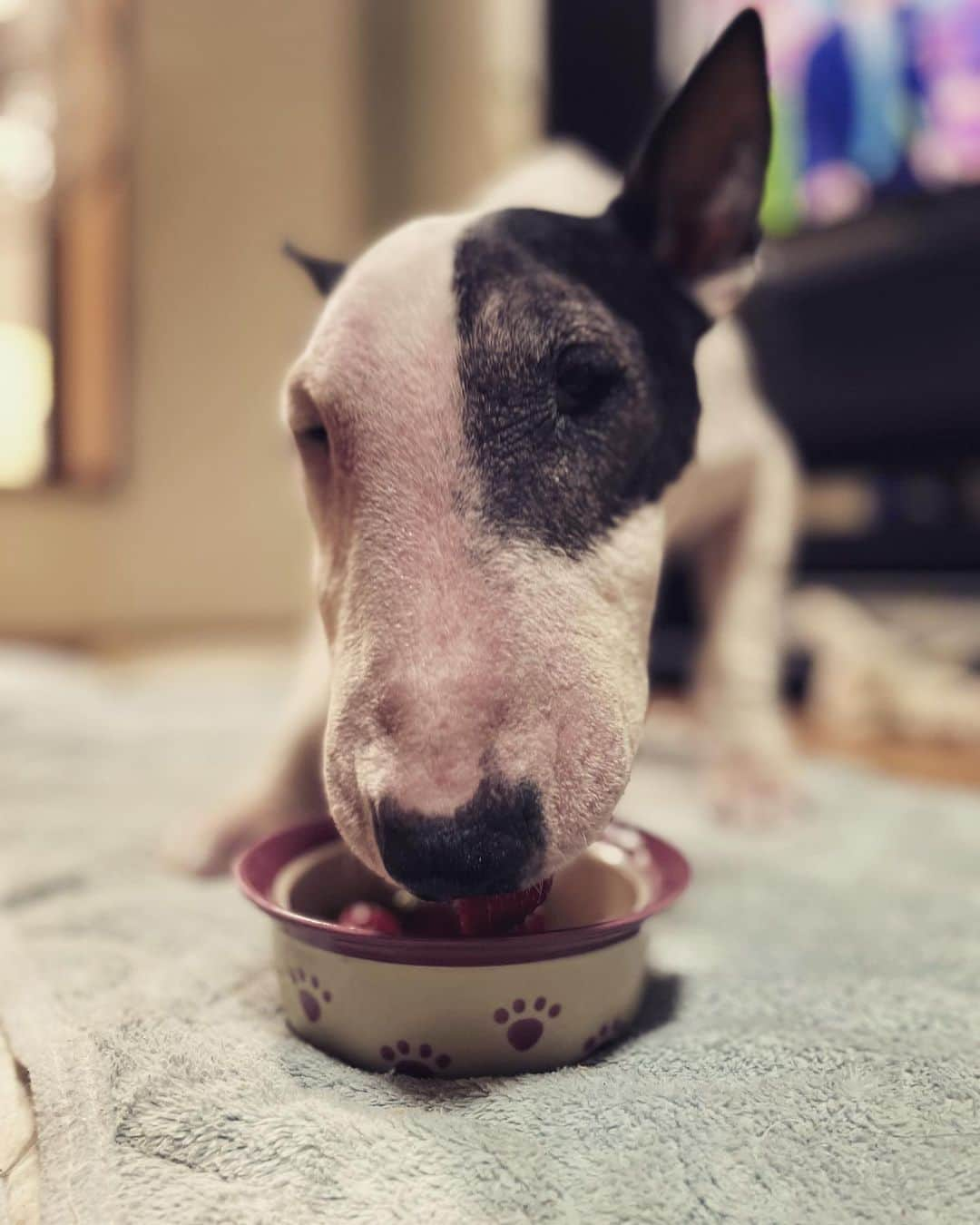 Q太郎さんのインスタグラム写真 - (Q太郎Instagram)「#minituru#bull#terrier#minibullterrier#miniturubullterrier#dog#dogstagram#cute#qtaro#love#family#ミニチュア#ブルテリア#ミニチュアブルテリア#Q太郎#とちおとめ」5月2日 16時02分 - qtaro.jun