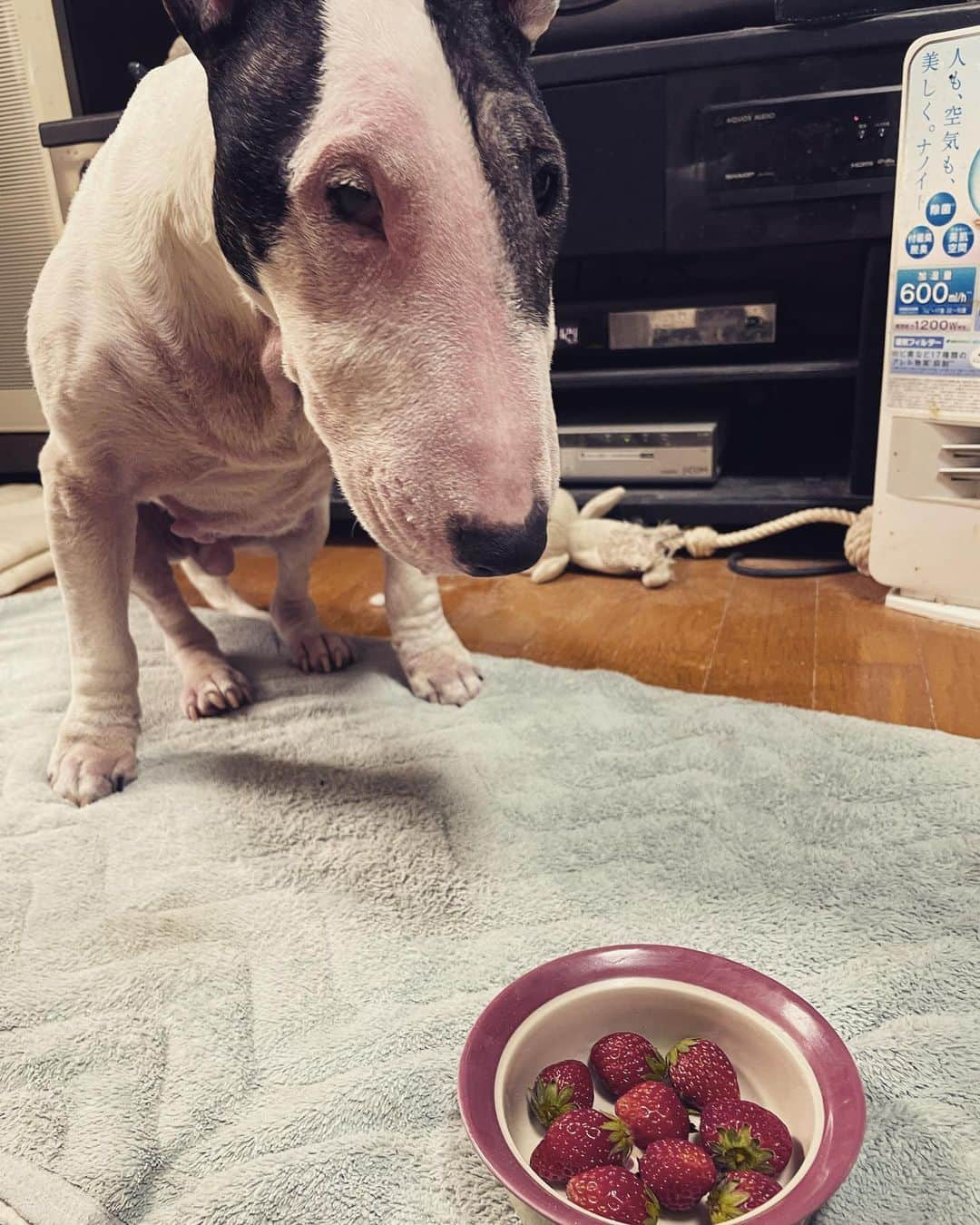 Q太郎さんのインスタグラム写真 - (Q太郎Instagram)「#minituru#bull#terrier#minibullterrier#miniturubullterrier#dog#dogstagram#cute#qtaro#love#family#ミニチュア#ブルテリア#ミニチュアブルテリア#Q太郎#とちおとめ」5月2日 16時02分 - qtaro.jun