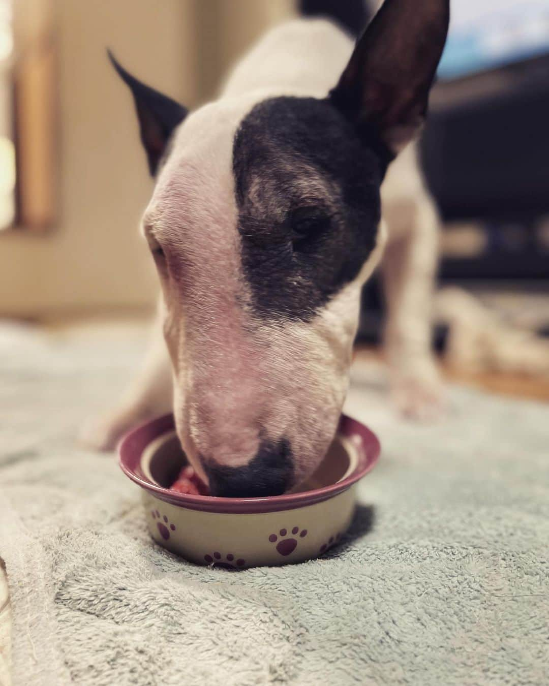 Q太郎さんのインスタグラム写真 - (Q太郎Instagram)「#minituru#bull#terrier#minibullterrier#miniturubullterrier#dog#dogstagram#cute#qtaro#love#family#ミニチュア#ブルテリア#ミニチュアブルテリア#Q太郎#とちおとめ」5月2日 16時02分 - qtaro.jun