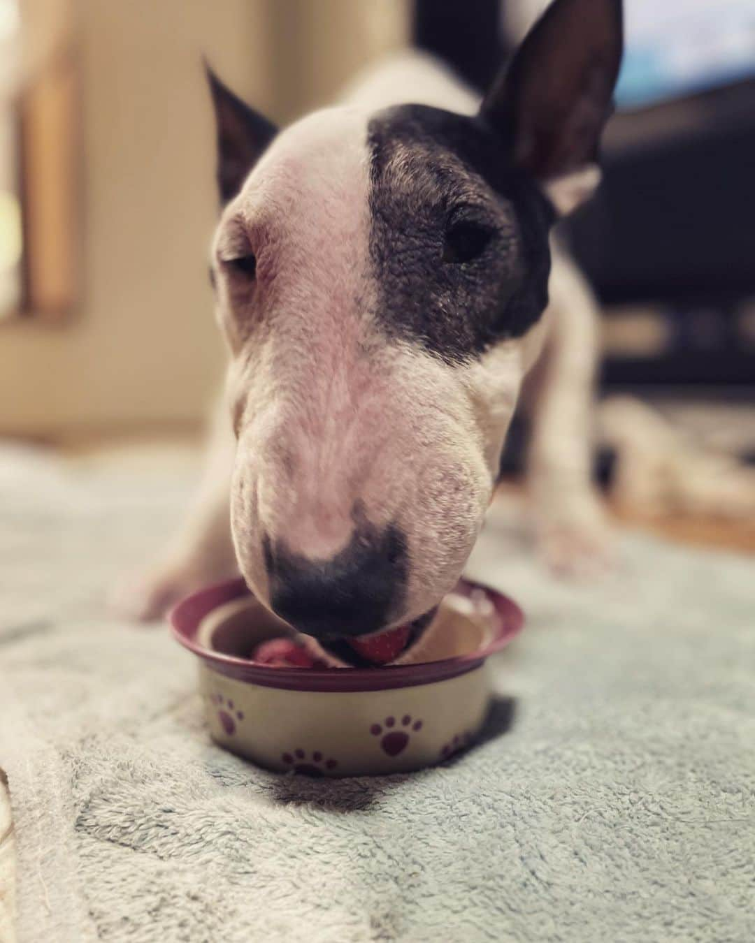 Q太郎さんのインスタグラム写真 - (Q太郎Instagram)「#minituru#bull#terrier#minibullterrier#miniturubullterrier#dog#dogstagram#cute#qtaro#love#family#ミニチュア#ブルテリア#ミニチュアブルテリア#Q太郎#とちおとめ」5月2日 16時02分 - qtaro.jun