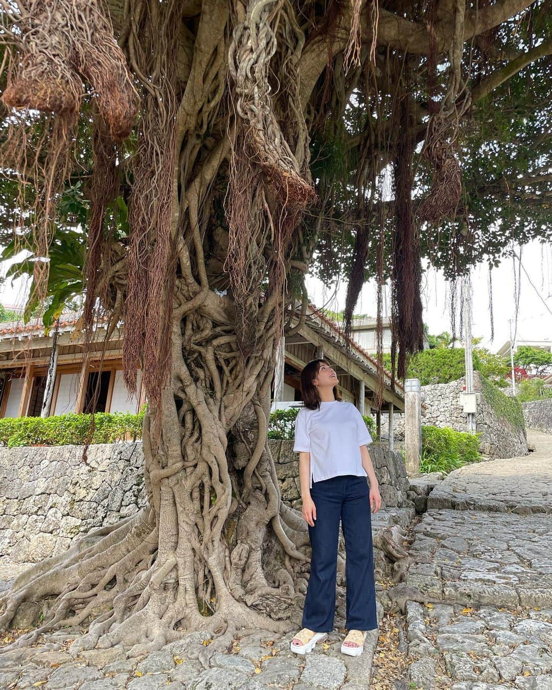 沢辺りおんさんのインスタグラム写真 - (沢辺りおんInstagram)「沖縄旅行の続き✈️ 沖縄そばお腹いっぱい食べた後は 金城石畳道へ。  石畳の坂を登ったら大きいガジュマルの木がありました！  この大きなガジュマルの木が名物かと思いきや  もう少し登ったら  願い事が叶うと言い伝えられている大アカギ  という推定樹齢300年以上の木があったらしい。  願い事唱えられず。  #ガジュマルの木  #沖縄旅行」5月2日 15時56分 - rionsawabe