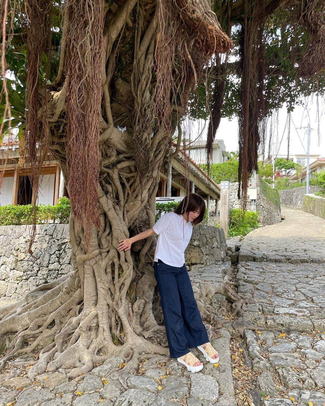 沢辺りおんさんのインスタグラム写真 - (沢辺りおんInstagram)「沖縄旅行の続き✈️ 沖縄そばお腹いっぱい食べた後は 金城石畳道へ。  石畳の坂を登ったら大きいガジュマルの木がありました！  この大きなガジュマルの木が名物かと思いきや  もう少し登ったら  願い事が叶うと言い伝えられている大アカギ  という推定樹齢300年以上の木があったらしい。  願い事唱えられず。  #ガジュマルの木  #沖縄旅行」5月2日 15時56分 - rionsawabe