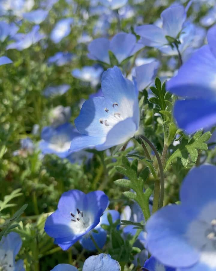 西岡悠子のインスタグラム：「2023.5.2 GW ウォーキング仲間とモーニング♡ 長居公園の植物園をプラプラして、美味しいモーニング食べて、永遠に喋り続ける🤣 本当に止まらない🤣 おばちゃんの証拠！ 花より団子！ 次はどこのモーニング行こかなー♡  飾らず、隠さず、ホンネを言ってもひかない 感謝しかない😂  #ネモフィラ祭り #ネモフィラ #長居公園植物園 #長居公園 #バラ #バラ園 #お花見 #ウォーキング #モーニングカフェ #モーニングセット #モーニング #友達 #子育て #ママ友」