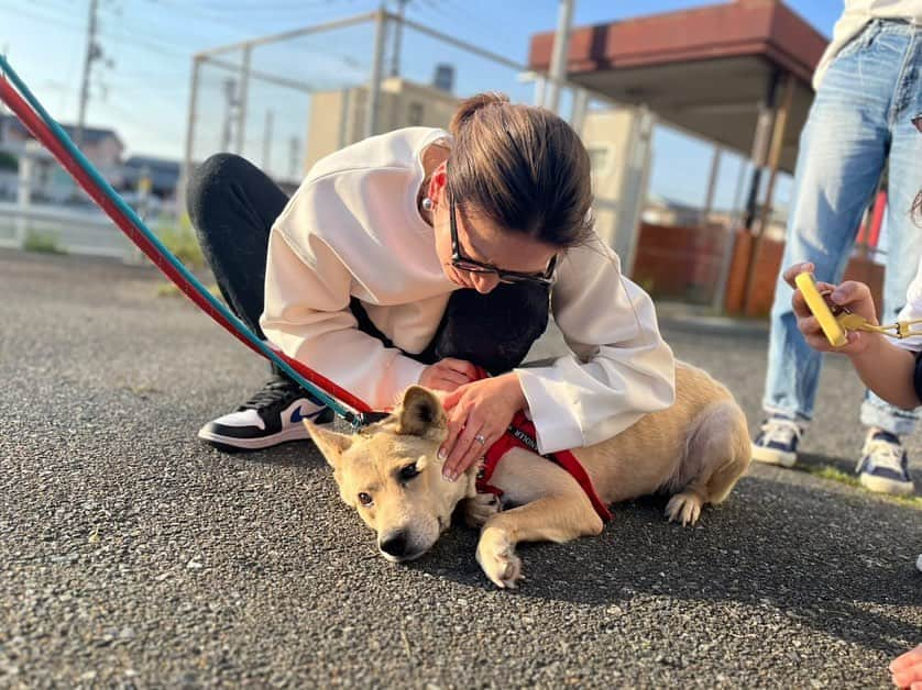 大日方久美子さんのインスタグラム写真 - (大日方久美子Instagram)「・ 山口県長門市 @yamaminori4655 さんシェルターボランティア2日目はお散歩トレーニングからスタート。  Luckyも長門市出身なんですが、よく似たこの子もビビりでお散歩ができずにおりました。  Luckyとのトレーニングを思い出しながら皆んなで頑張り少しは歩くようにまで頑張りましたが、時間が足りない💦  猫部屋を掃除したり、お散歩ができる子のお散歩に行ったりとできる限りをして、猫15匹、犬2匹を東京に連れて帰ってきました。  @rescue_dog_cat さんのシェルターと @mumother ＆ @mitsuki.himeki ファミリーが手分けをして一時預かりをしてくれます。  我が家を経由して1匹は @wakamarro11 が一時預かりをしてくれるので、見守っていただけたら嬉しいです。  山口県近郊の方へ @yamaminori4655 シェルターのお手伝いをお願いします🙏🏻掃除だけでもお手伝いいただけたら大変助かります🙏🏻🙏🏻  今回は下関から @ayumiiiny さん。 北九州から @pecosachi さんお2人が一緒にお手伝いをしてくださりました！！  2人のフォロワーさんが来てくれたことが本当に嬉しくてありがたかったです。  また私たちもボランティアにいきます。7月に予定しているので、東京からも一緒に行ける方がいたらご連絡ください✨🙌🏻  山口県ボランティアツアー募集します！ ・ ・ #保護犬 #保護猫 #保護犬を家族に  #保護猫を家族に  #ペットショップに行く前に」5月2日 16時23分 - kumi511976