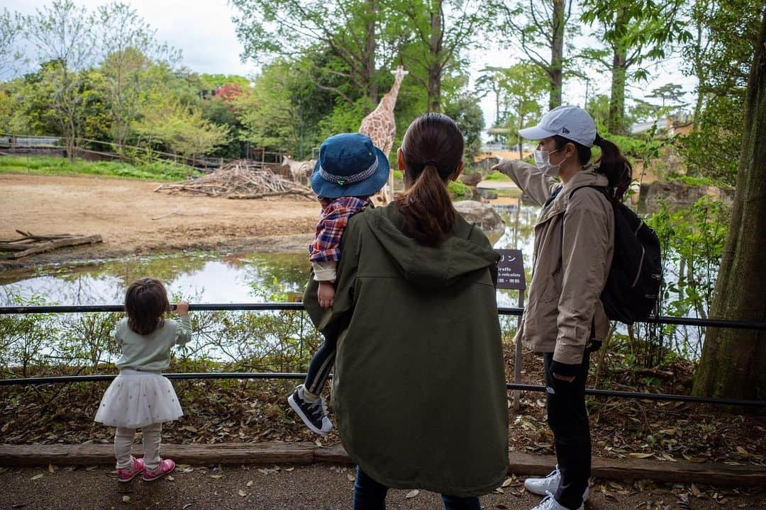 佐藤のぞみのインスタグラム：「先日、ワンオペの救世主現る😆 レオくん一家✨一緒に動物園に行ってもらいました🐘🎵 走りまわる娘を1人で動物園に連れて行くのは大変になってきたのでとっても助かりました😆 息子ちゃんも娘と最後の方は仲良くなってきて☺️ まさかジュニアゴルファー時代の仲間と家族で動物園に行く日が来るとは😂 ありがとう！！  #動物園#2歳児#お出かけ #2対3ならなんとかなる #🧒🧒🧑👩‍🦰👩‍🦰 #🐘🦁🐯🐻❤️」