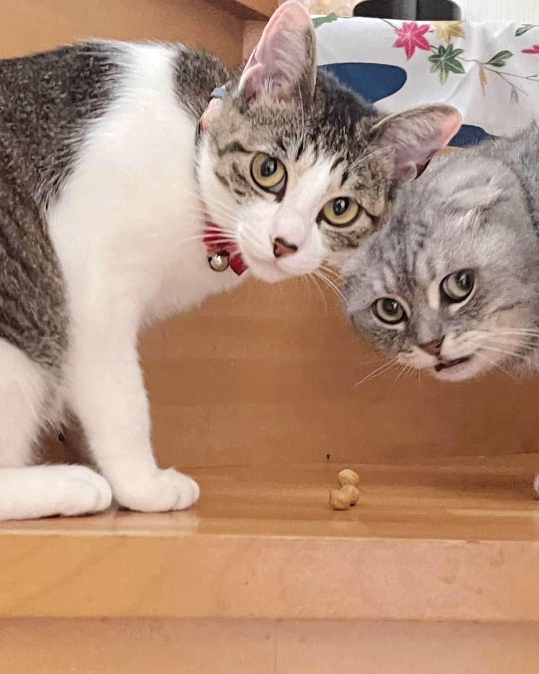 R!Nのインスタグラム：「ちらり  #cat #愛猫」