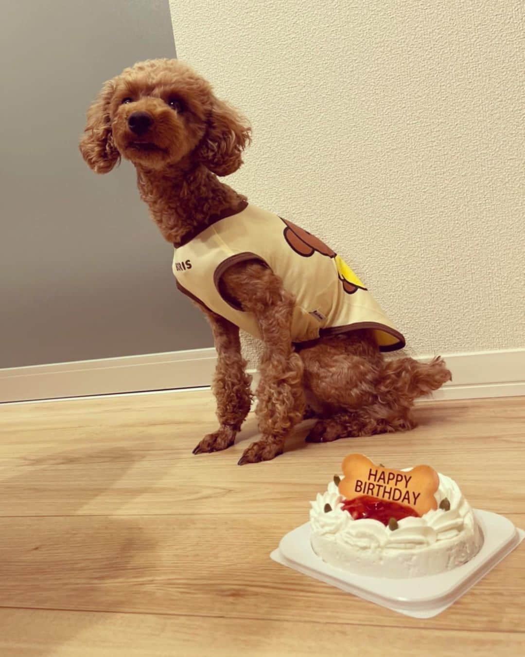 ゆらのインスタグラム：「＊  3rd HAPPY BIRTHDAY🧸💗  食べたすぎて暴れて全然いい写真 とれんかった🥲  健康でこれからも長生きしてね😌  #犬のいる暮らし  #いぬすたぐらむ  #🐶🐾 #Gorie #happybirthday」