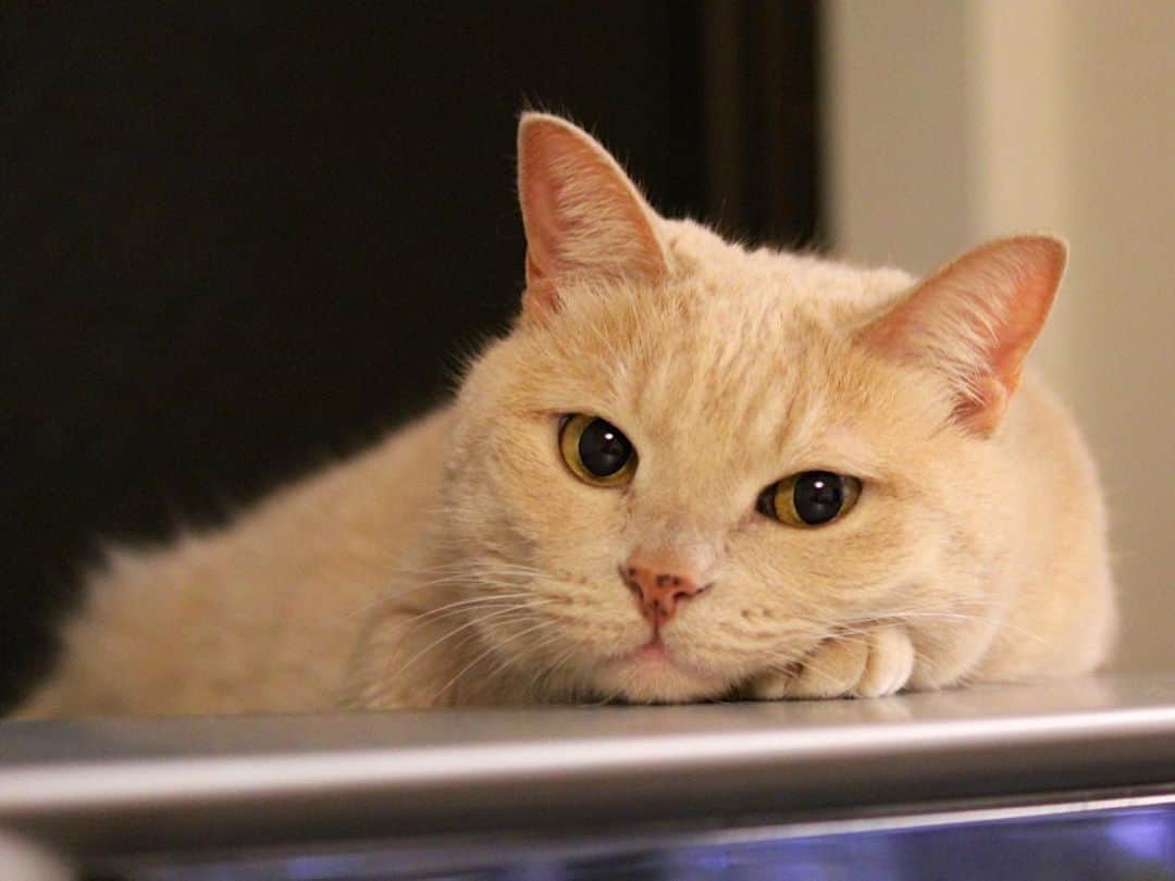 田中要次のインスタグラム：「この日、#忌野清志郎 さんを想う度に先代猫スズを想い出すよ。お互い同じ命日だから… 普通の茶トラとは違って、ミルクティーのような淡いトラ柄が魅力的な猫でした。  スズ：享年13歳（2014年5月2日没） #猫Suzu #Bo_Nyans #猫のいる暮らし」