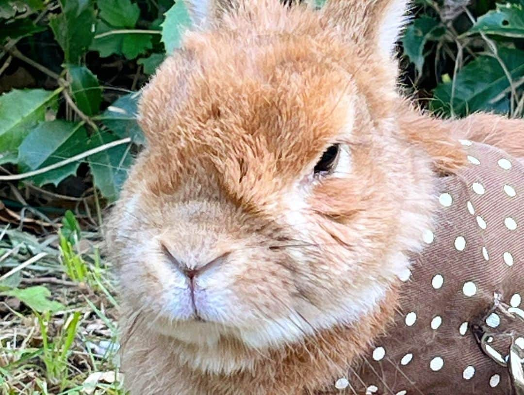 Chieko Shibutaさんのインスタグラム写真 - (Chieko ShibutaInstagram)「うじゃこ🐰です✨ 風に向かって　ぴょん⤴︎ぴょん⤴︎ 11歳2ヶ月 楽しんでます❤️  ✨🐰🍀🐶✨ #わんこの散歩 #dachshund #dachshunds #dachshundlove #dog #dogs #doglove #instadog #instagram #instagood #pet #pets #petsagram #cute #cutepe #cutepet #cutedog #cuteanimals #likes #smile #rabbit #ラビット #ミニュチュア #ミニュチュアダックス  #ミニュチュアダックスフント #うさぎ部 #うさぎ #ダックス #ダックスフンド#会いたい」5月2日 17時18分 - chieko.81