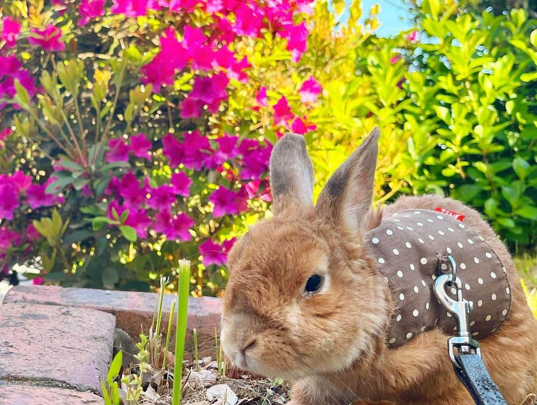 Chieko Shibutaさんのインスタグラム写真 - (Chieko ShibutaInstagram)「うじゃこ🐰です✨ 風に向かって　ぴょん⤴︎ぴょん⤴︎ 11歳2ヶ月 楽しんでます❤️  ✨🐰🍀🐶✨ #わんこの散歩 #dachshund #dachshunds #dachshundlove #dog #dogs #doglove #instadog #instagram #instagood #pet #pets #petsagram #cute #cutepe #cutepet #cutedog #cuteanimals #likes #smile #rabbit #ラビット #ミニュチュア #ミニュチュアダックス  #ミニュチュアダックスフント #うさぎ部 #うさぎ #ダックス #ダックスフンド#会いたい」5月2日 17時18分 - chieko.81