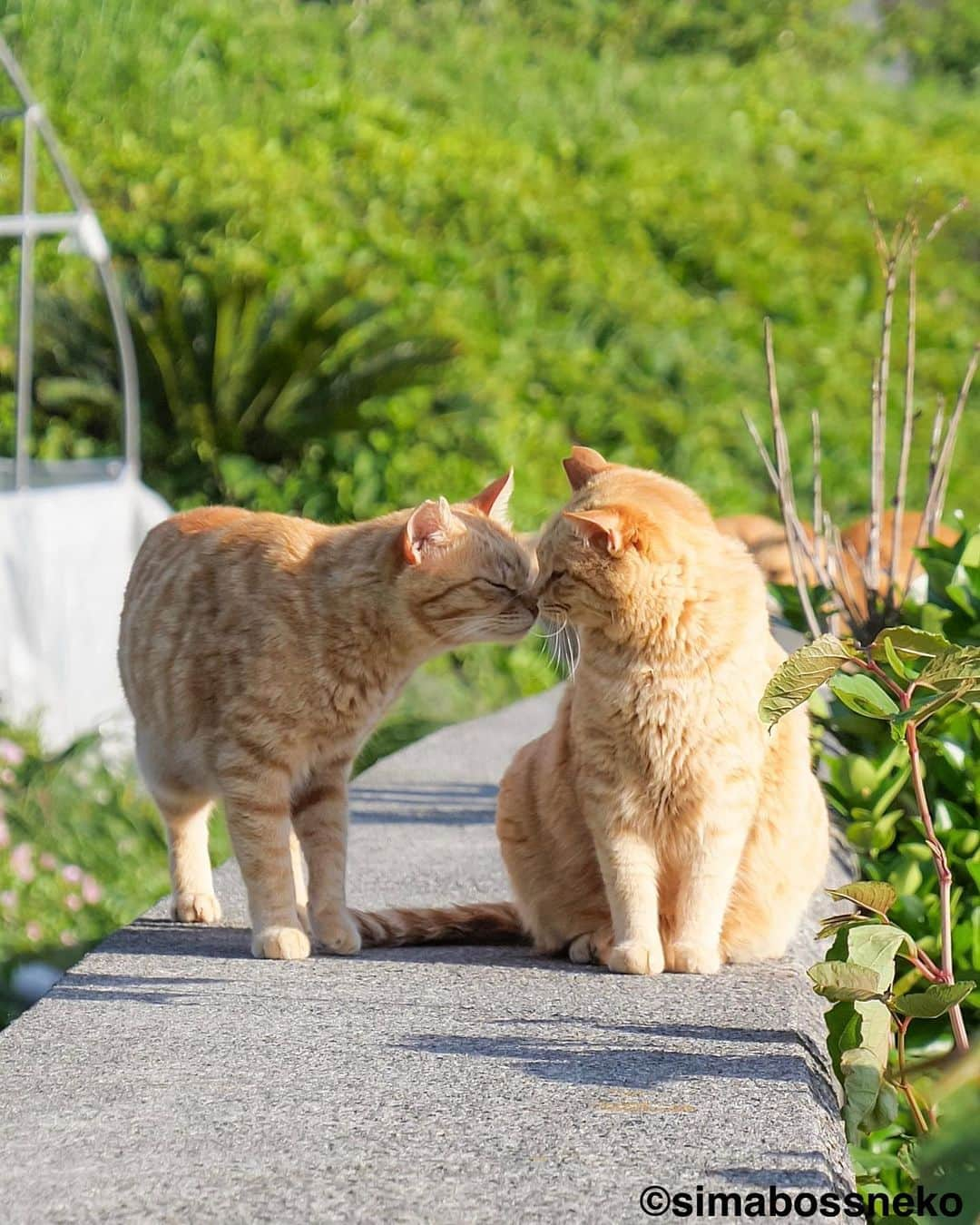 simabossnekoさんのインスタグラム写真 - (simabossnekoInstagram)「・ おはよ〜😸😽✨ Good morning❣️ Swipeしてね←←🐾  4〜5枚目の投稿は動画です。 The 4th and 5th posts are videos.  〜お知らせ〜 GW期間中、大分県の深島にて@p_nyanco22 と共に"深島ねこツアー"を行います。  ☆深島に暮らすにゃんこさん達を紹介しながら、島をめぐりご案内します☆  ねこツアーのご予約・お問い合わせ等については 『でぃーぷまりん深島』まで 公式サイト: https://fukashima.com  予約フォームURL:  https://deepmarine.booking.chillnn.com  公式サイトは、 @deepmarine33 のプロフィールリンクからもご覧いただけます。 （ご来島の際は必ず上記、でぃーぷまりん深島の公式サイトをご確認ください。）  🏝ねこツアーのほかに体験できるアクティビティ…みそ玉づくりワークショップ  ◎GW期間中、島への定期船は予約制となります。  乗船予約、運航状況など定期船については 佐伯市 蒲江・深島航路事務所までお問い合わせください。 TEL: 0972-42-1188  Instagram @kamaekouro  蒲江・深島航路 市営定期船『えばあぐりいん』 ●佐伯市蒲江大字蒲江浦 3283-2 離島への専用駐車場・待合室 🅿️🚻有  ●定期船運行時間 蒲江港発→深島(行き) 朝便　8:00→8:32 昼便　11:50→12:22 夕便　16:00→16:32  深島発→蒲江港(帰り) 朝便　8:38→9:10 昼便　12:28→13:00 夕便　16:38→17:10  ※予約をされていても、深島へ向かう定期船は、悪天候、大波にて急な運休がございます。その際は何卒ご了承くださいませ。  I'm holding the cat tour guide  until May 7th in Fukashima, Oita Prefecture, where I'm photographing cats.  ☆ We will guide you around the island while introducing the cats living in Fukashima ☆  ※ All guide explanations are in Japanese.   For reservations and inquiries about cat tours To "Deep Marine Fukushima" Official website: https://fukashima.com  Reservation form URL: https://deepmarine.booking.chillnn.com  ※The site is also written in Japanese.  The official website is You can also view it from @deepmarine33's profile link.  (Please be sure to check the official website of Deep Marine Fukushima above when visiting the island.)   Please come and visit us.  ・ ・ #しまねこ #島猫 #ねこ #にゃんすたぐらむ #猫写真 #cats_of_world #catloversclub #pleasantcats #catstagram #meowed #ig_japan #lumixg9」5月2日 8時34分 - simabossneko