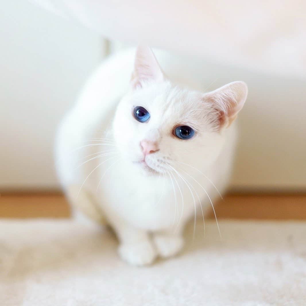 プンクマさんのインスタグラム写真 - (プンクマInstagram)「オモチャ(オモチャを操る人間の手)にロックオンする青彩。^_^; 換毛期なのか激しく動き回ると、白い毛がフワフワと宙を舞って空気清浄機のフィルターもすぐに猫の毛でビッシリ。いつにも増して掃除が忙しいGWです。笑 #青彩 #ブルーアイズ #猫 #ねこ #cat #nekoくらぶ #neko #blueeyes #catstagram #catlover」5月2日 8時47分 - pnkm913