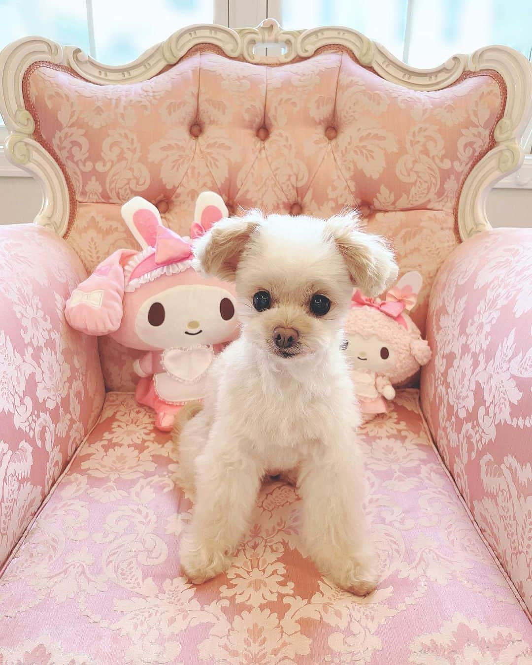 寿リリカさんのインスタグラム写真 - (寿リリカInstagram)「♡ ふわふわ🐶らぶちゃん🐶💖 ♡ シャンプーとカットしてもらってすっきり🫶🫧🫧 きれいきれいなったね〜🐶✨✨ ♡ トリミングノートに当日のお写真を貼ってもらえるからうれしい😘💓💓 おりこうさんにがんばったねってトリマーさんに褒めてもらえたね🐶💮 ♡ ふわふわなぬいぐるみ感がたまらなくかわちい🧸🤤💕💕 いちごのおりぼんつけてもらったよ🍓🎀 ♡ PR @isdogmeito #アイズドッグ #トリミングサロン #ペットホテル #ペットサロン #千種区トリミング #名東区トリミング #isdog名東店 #名古屋トリミング #チワプー #チワプー女の子」5月2日 8時50分 - ririkakotobuki