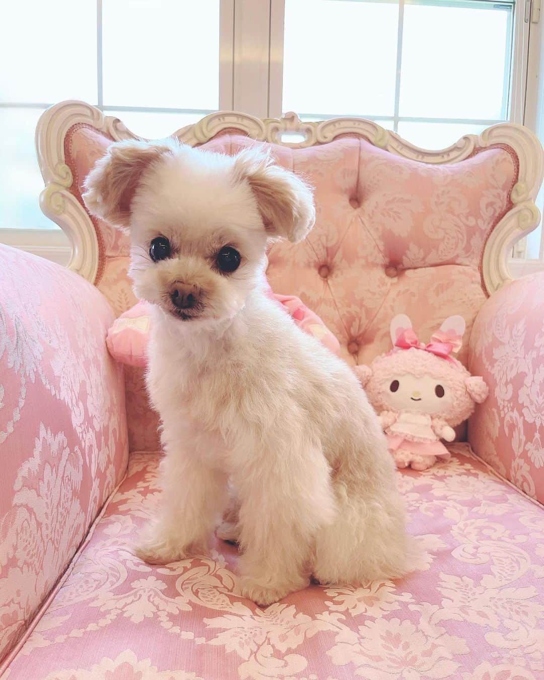 寿リリカさんのインスタグラム写真 - (寿リリカInstagram)「♡ ふわふわ🐶らぶちゃん🐶💖 ♡ シャンプーとカットしてもらってすっきり🫶🫧🫧 きれいきれいなったね〜🐶✨✨ ♡ トリミングノートに当日のお写真を貼ってもらえるからうれしい😘💓💓 おりこうさんにがんばったねってトリマーさんに褒めてもらえたね🐶💮 ♡ ふわふわなぬいぐるみ感がたまらなくかわちい🧸🤤💕💕 いちごのおりぼんつけてもらったよ🍓🎀 ♡ PR @isdogmeito #アイズドッグ #トリミングサロン #ペットホテル #ペットサロン #千種区トリミング #名東区トリミング #isdog名東店 #名古屋トリミング #チワプー #チワプー女の子」5月2日 8時50分 - ririkakotobuki