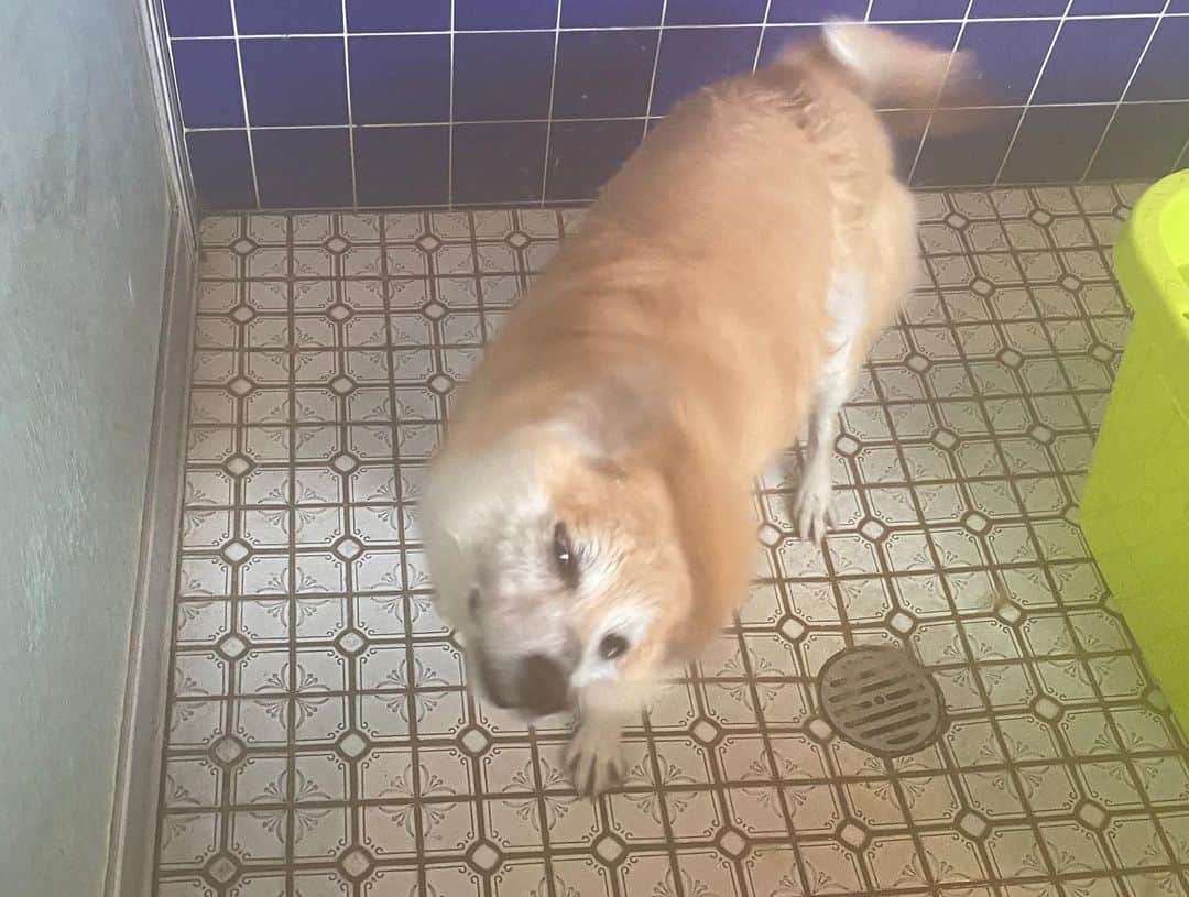 がんちゃんさんのインスタグラム写真 - (がんちゃんInstagram)「5/1てんちゃんの抜け毛も落ち着いてきたので久々の犬洗い。 1/12以来のジャンプーでした。 てんちゃんは真っ白に、タッキーはふかふかになりました。」5月2日 9時10分 - kota2ann