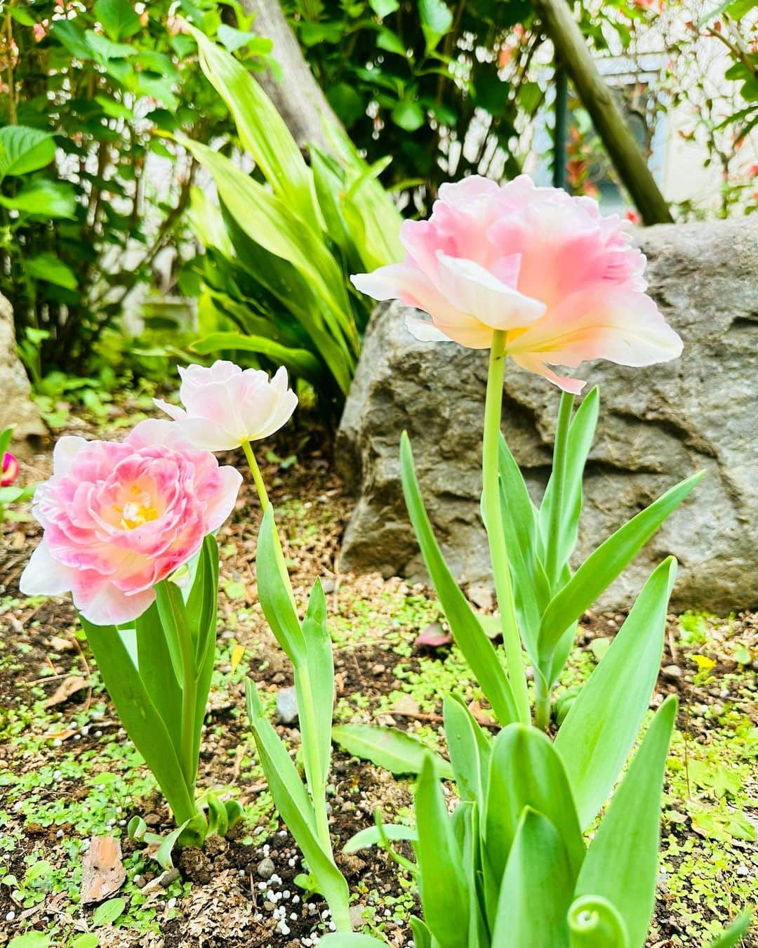 沙月愛奈さんのインスタグラム写真 - (沙月愛奈Instagram)「⁡ ⁡ お天気が良いと植物も気持ちが良さそう。 金柑がいい感じ。ジャム作ろう。 ぶどうがまだ赤ちゃんで可愛い。 梅の木も実がなりだしてる。 もう少ししたら紫陽花も咲きだすかしら。 ミミズもダンゴムシも気持ちが良さそうな季節。  #金柑 #すずらん #チューリップ  #ツツジ #ぶどう ⁡」5月2日 9時23分 - satsuki_aina_ayumi