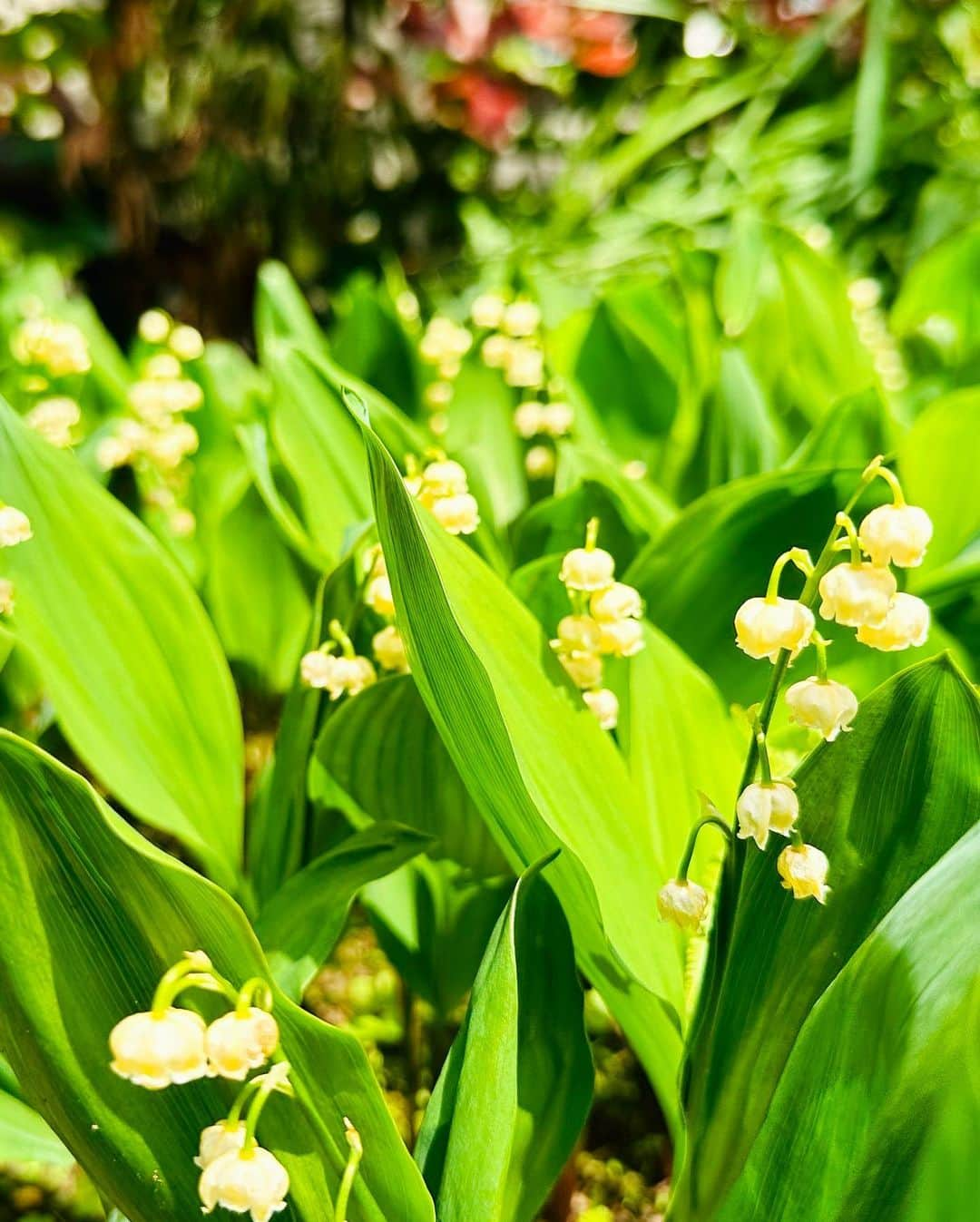 沙月愛奈さんのインスタグラム写真 - (沙月愛奈Instagram)「⁡ ⁡ お天気が良いと植物も気持ちが良さそう。 金柑がいい感じ。ジャム作ろう。 ぶどうがまだ赤ちゃんで可愛い。 梅の木も実がなりだしてる。 もう少ししたら紫陽花も咲きだすかしら。 ミミズもダンゴムシも気持ちが良さそうな季節。  #金柑 #すずらん #チューリップ  #ツツジ #ぶどう ⁡」5月2日 9時23分 - satsuki_aina_ayumi