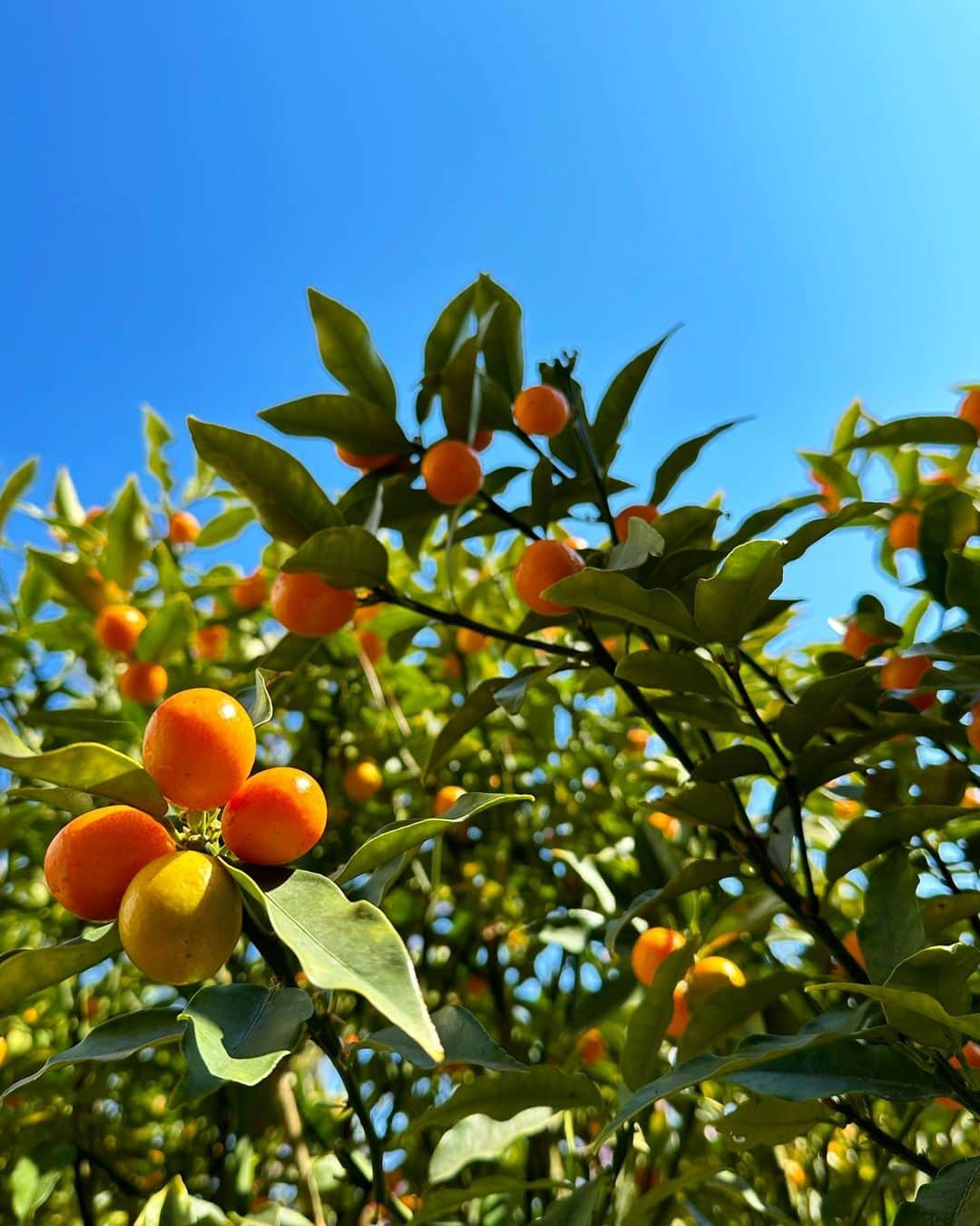 沙月愛奈のインスタグラム：「⁡ ⁡ お天気が良いと植物も気持ちが良さそう。 金柑がいい感じ。ジャム作ろう。 ぶどうがまだ赤ちゃんで可愛い。 梅の木も実がなりだしてる。 もう少ししたら紫陽花も咲きだすかしら。 ミミズもダンゴムシも気持ちが良さそうな季節。  #金柑 #すずらん #チューリップ  #ツツジ #ぶどう ⁡」