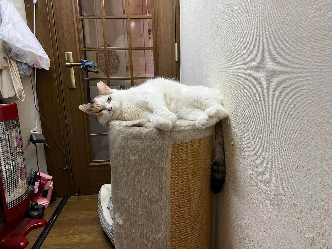 Kachimo Yoshimatsuのインスタグラム：「パパしゃん、いってっらっしゃい！  と見送られた。  #うちの猫ら #mikeko #猫 #ねこ #ニャンスタグラム #にゃんすたぐらむ #ねこのきもち #cat #ネコ #catstagram #ネコ部 http://kachimo.exblog.jp」