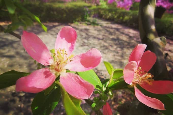 Soka Universityさんのインスタグラム写真 - (Soka UniversityInstagram)「Campus Seasonal Photos April ③ 丹木の歳時記　卯月(三) ⑴ Pond of Literature・文学の池 ⑵ Common medlar・亜米利加花梨(アメリカハナナシ) ⑶ Chinese quince・花梨(カリン) ⑷ Flowering crab apple・海棠(カイドウ) ⑸ Crab apple・姫林檎(ヒメリンゴ) ⑹ a Japanese globeflower・山吹(ヤマブキ) ⑺ Creeping bugleweed・金瘡小草(キランソウ) ⑻ Japanese iris・著莪(シャガ) ⑼ Soft windflower・二輪草(ニリンソウ) ⑽ Gentiana zollingeri・筆竜胆(フデリンドウ) #discoversoka #sodaigram #sodaipictures #sokaphotos #sodai #sokauniversity #創価大学 #hachioji #八王子 #tokyo #東京 #campus #キャンパス #university #大学 #students #学生 #global #グローバル #april #4月 #卯月 #fourseasons #四季 #spring #春 #nature #自然 #environment #環境」5月2日 10時45分 - sokauniversity